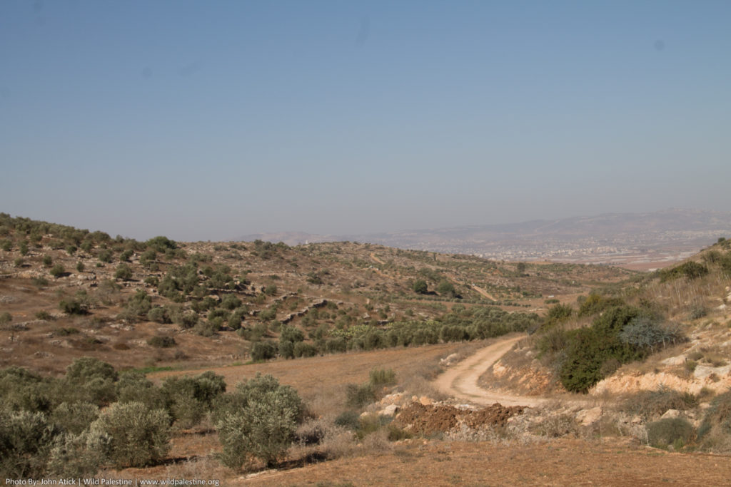 Faqu'a to Zababdeh | Explore Trails | Palestine Trails